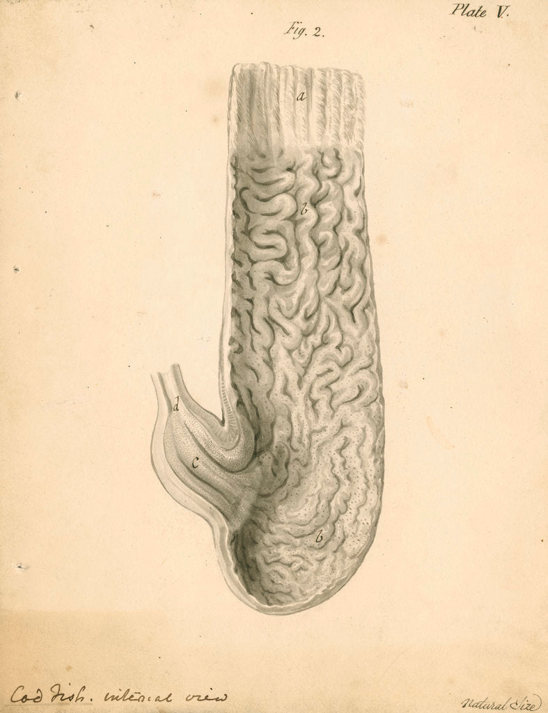 Internal Cod Head Dissection 'Cod fish internal view' posters & prints by William Clift