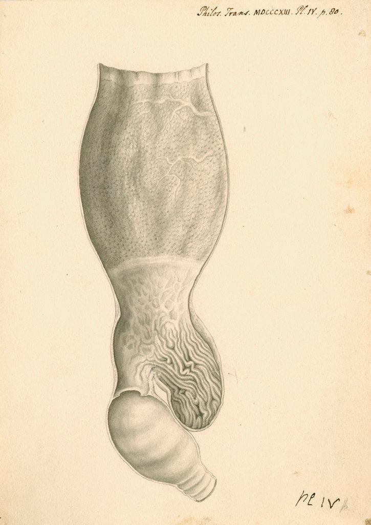 Detail of Cassowary [gizzard] by John Howship
