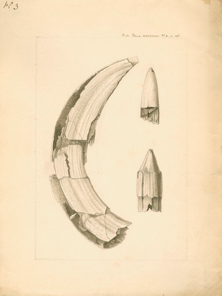 Fossil hippopotamus tusk and tooth by Anonymous