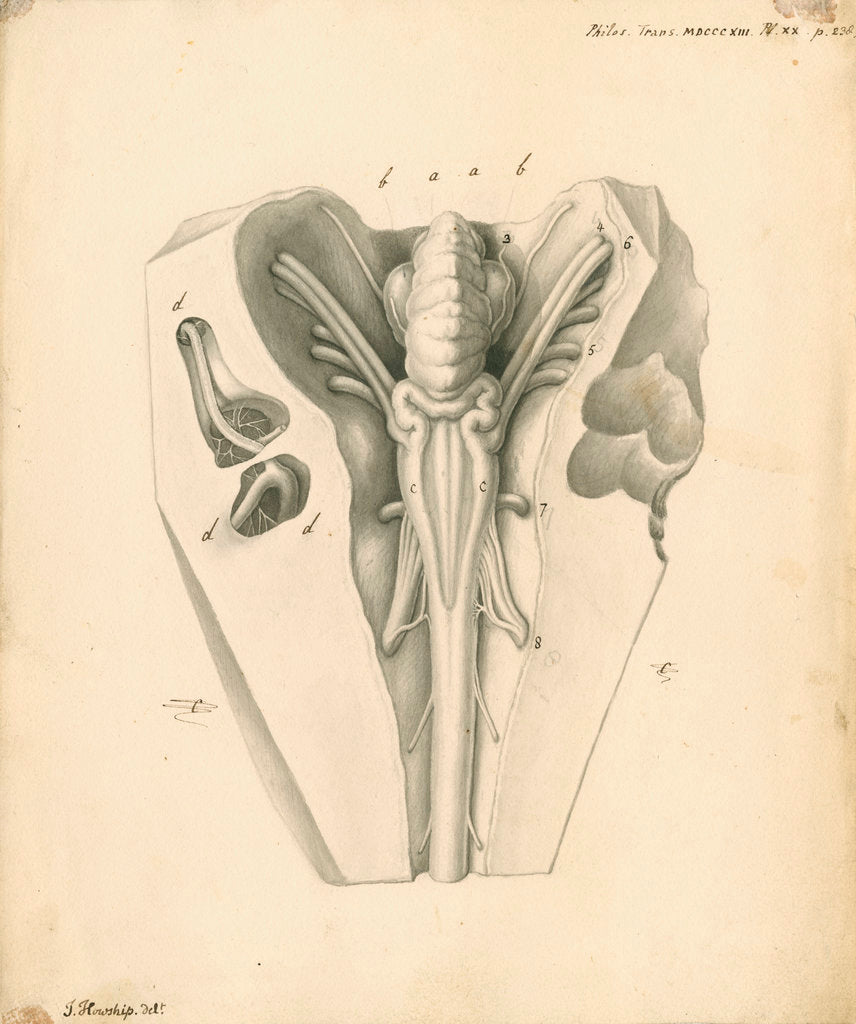 Cerebellum of the Squalus maximus [Basking shark] by John Howship