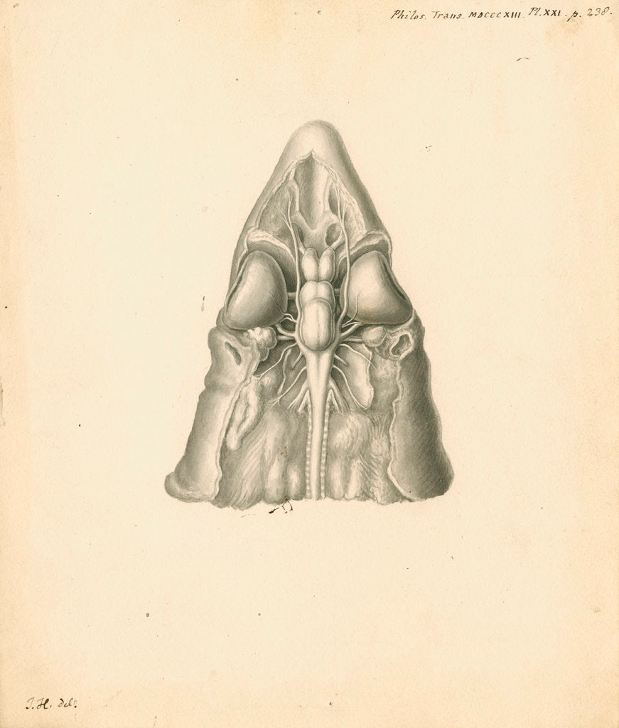 Detail of Cerebellum of the Squalus acanthias [Spiny dogfish] by John Howship