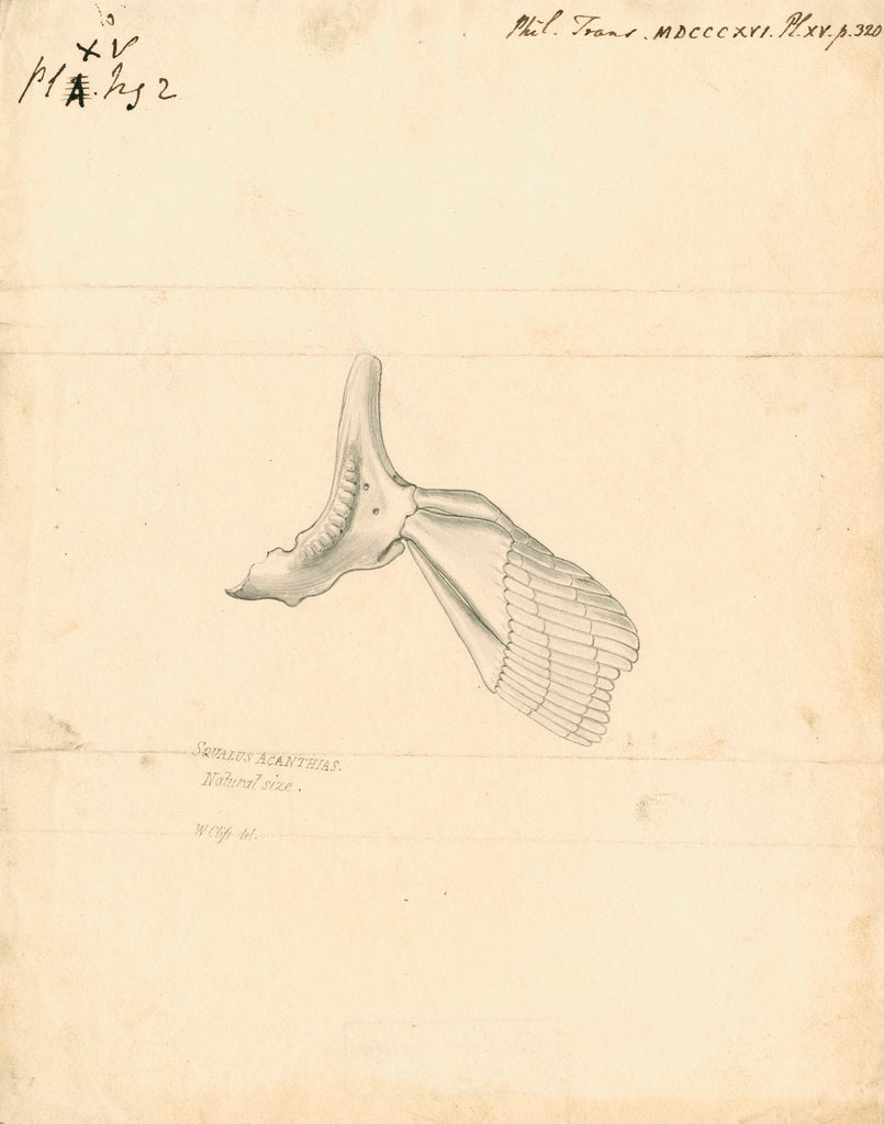 Detail of 'Squalus acanthias' [Spiny dogfish, scapula and pectoral fin] by William Clift