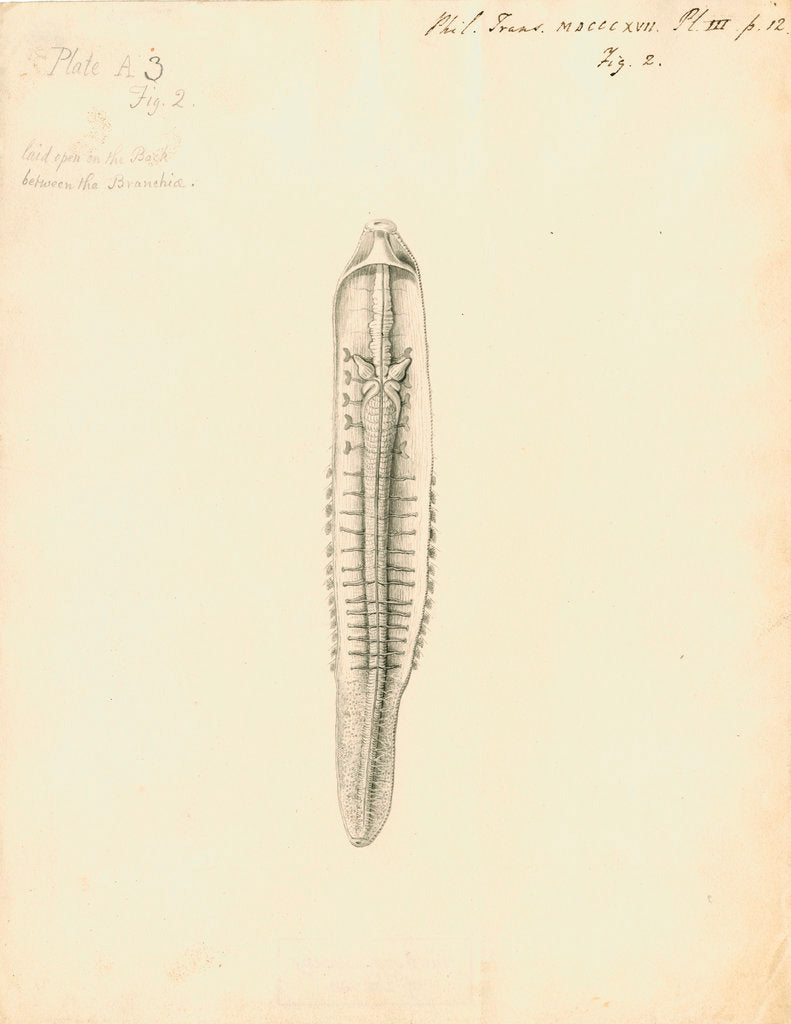 Detail of Lumbricus marinus [Lugworm] dissected by William Clift