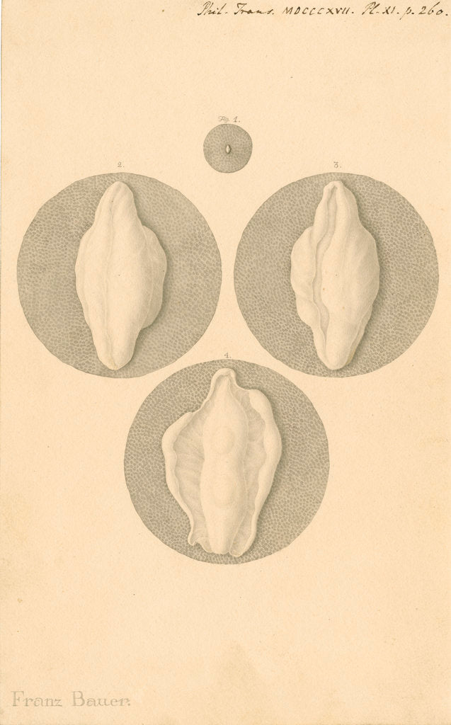 Detail of Human ovum by Franz Andreas Bauer