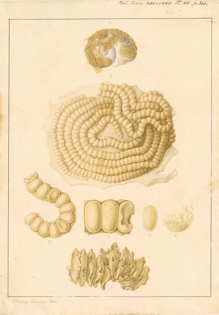 Detail of Helix janthina [marine snail] by Franz Andreas Bauer