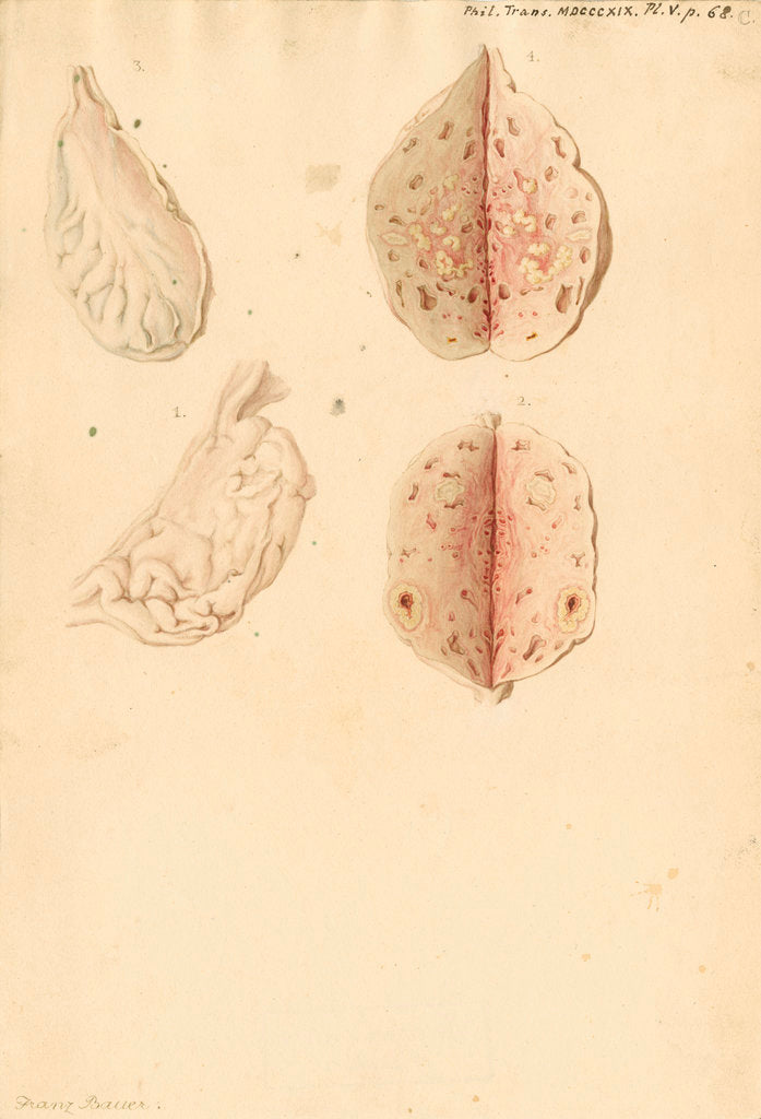 Detail of Human ovary and corpus luteum during and after pregnancy by Franz Andreas Bauer
