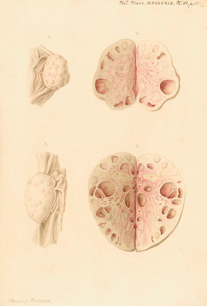 Detail of Ovaries of a cow by Franz Andreas Bauer