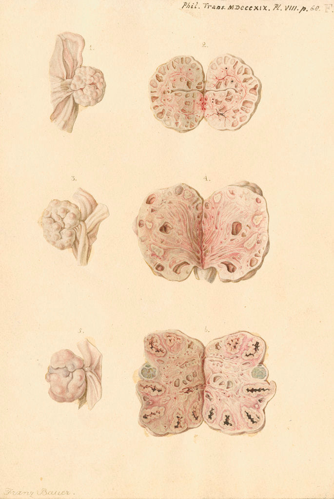 Ovaries of a pig by Franz Andreas Bauer