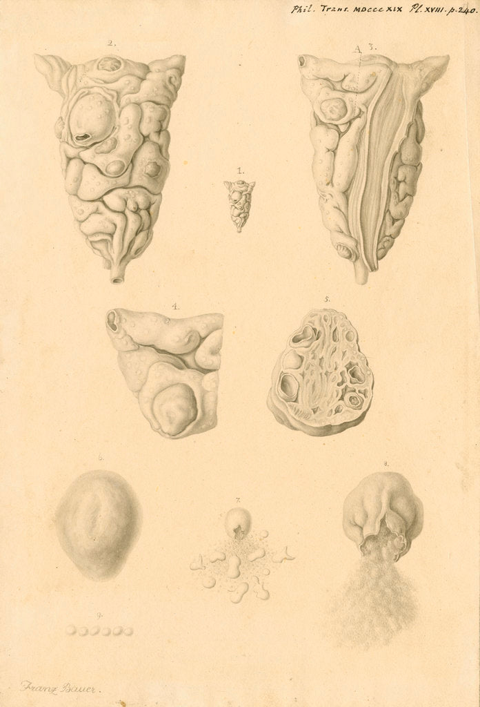 Detail of Ovaries of Ornithorhynchus paradoxicus [Platypus] by Franz Andreas Bauer