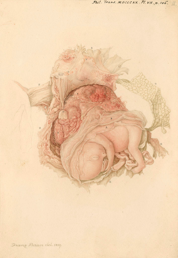 Detail of An unborn child by Franz Andreas Bauer