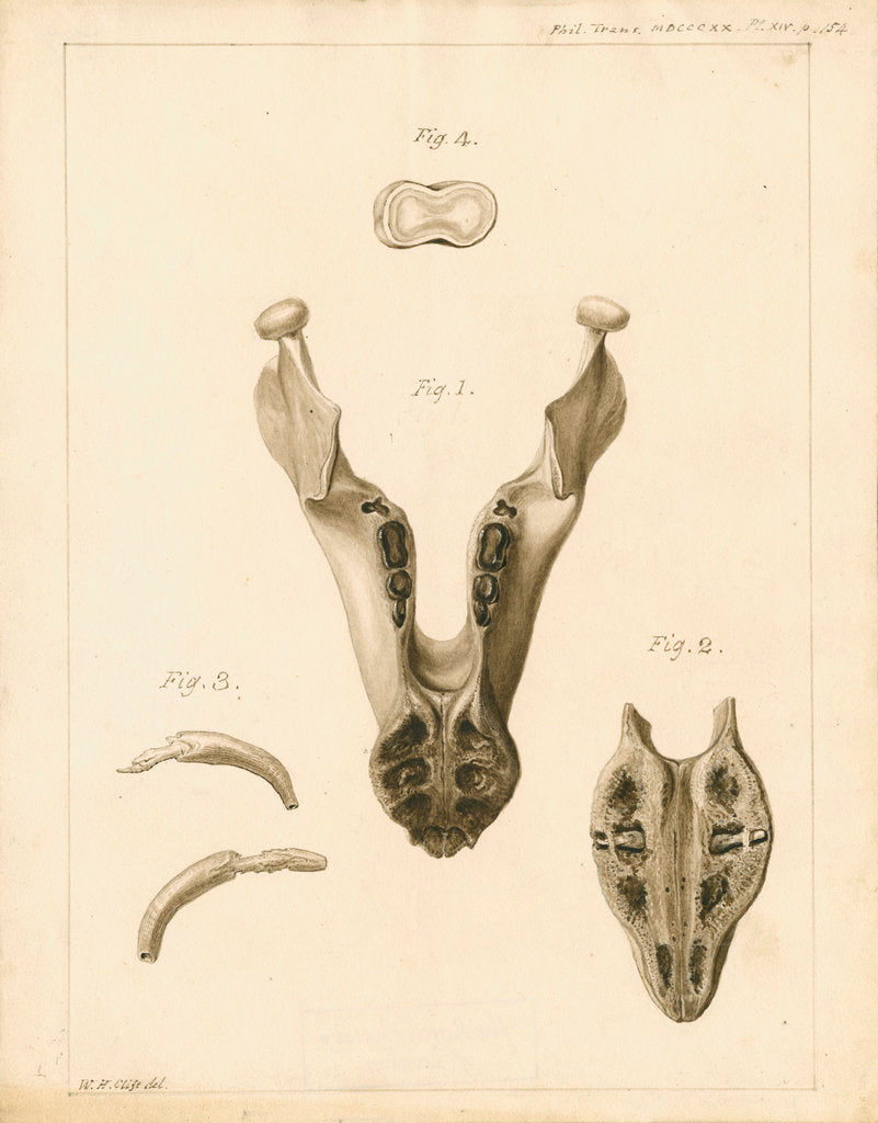 Lower jaw and teeth of a dugong by William Home Clift