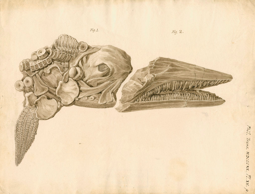 Fossil skull and jaws of the Proteosaurus [Ichthyosaur] by William Clift