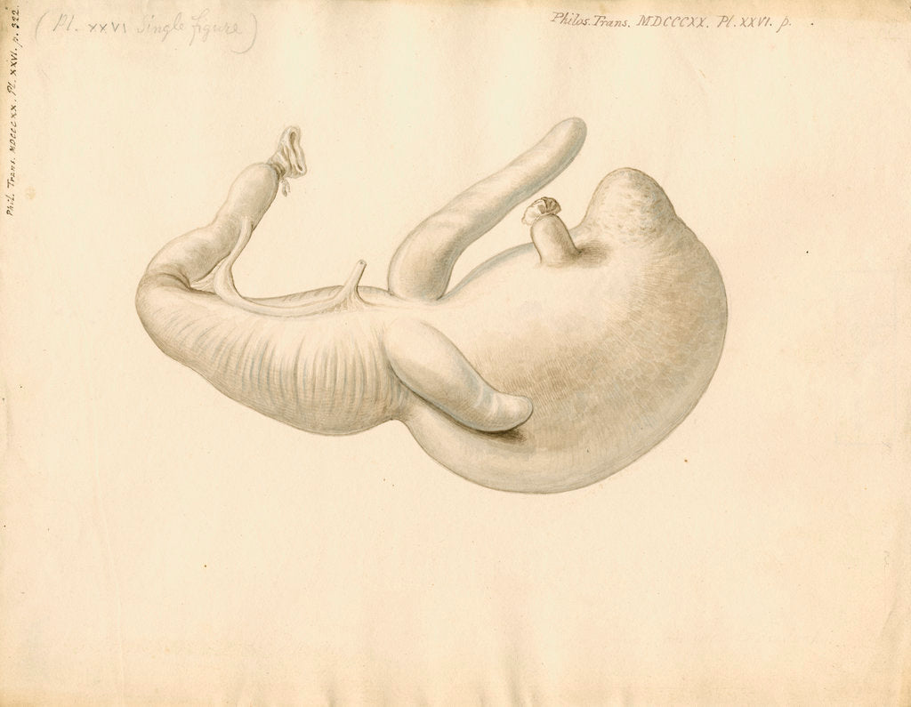 Detail of Stomach of the dugong by William Clift