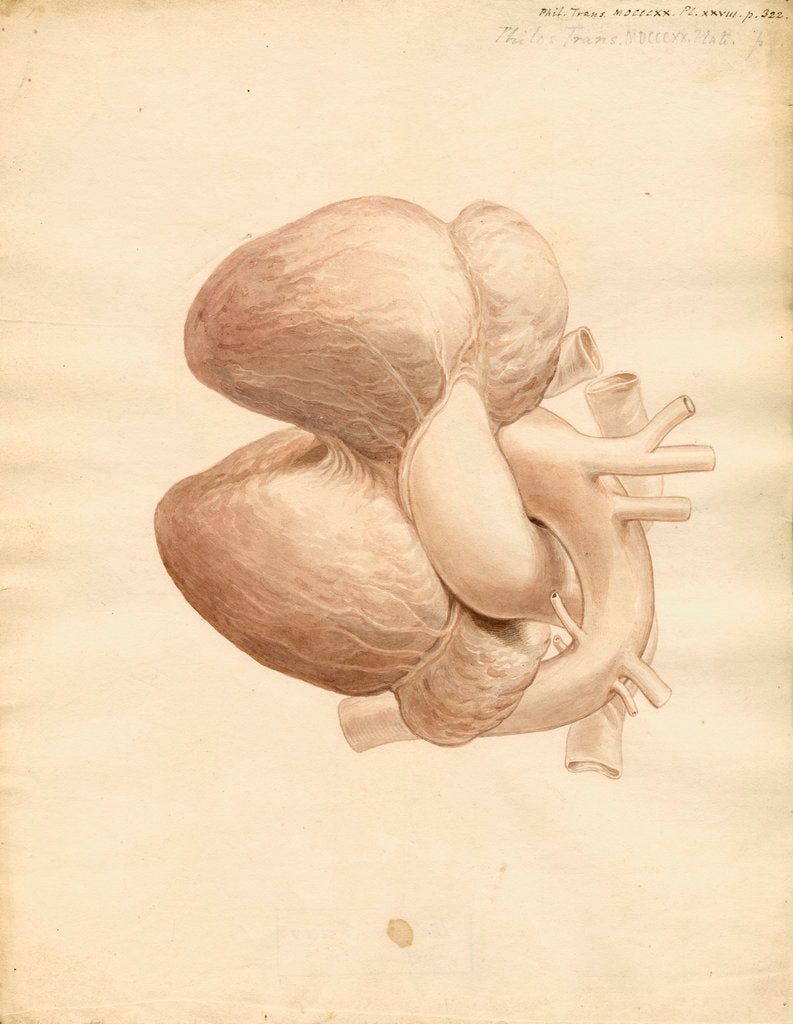 Detail of Dugong heart by William Clift