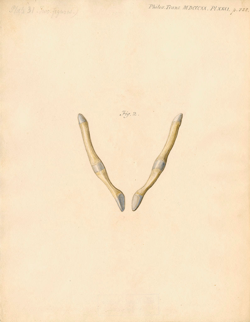 Detail of Dugong pelvic bones by William Clift