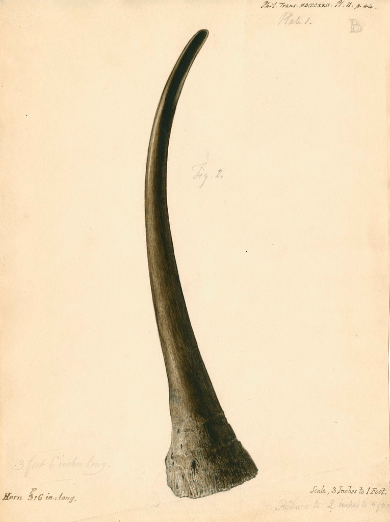 Detail of Fossil rhinoceros horn by William Clift