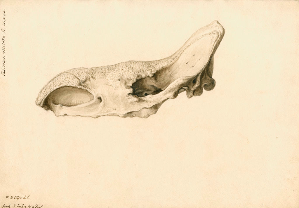 Detail of Fossil rhinoceros skull by William Clift