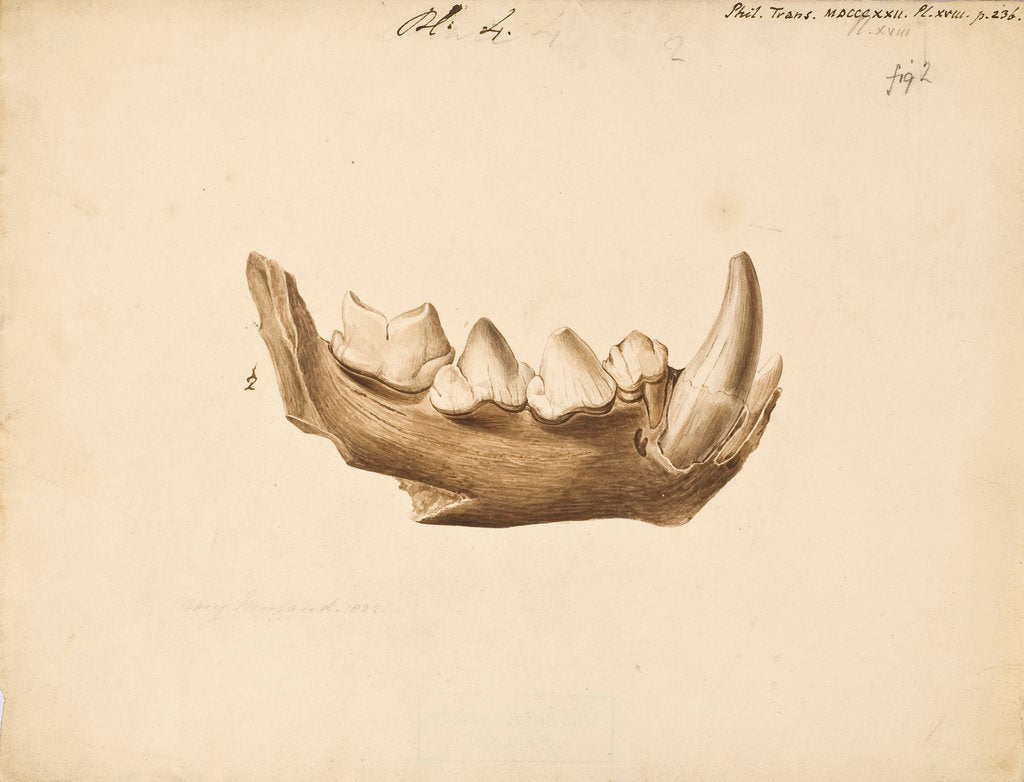 Hyaena jaw by Mary Morland
