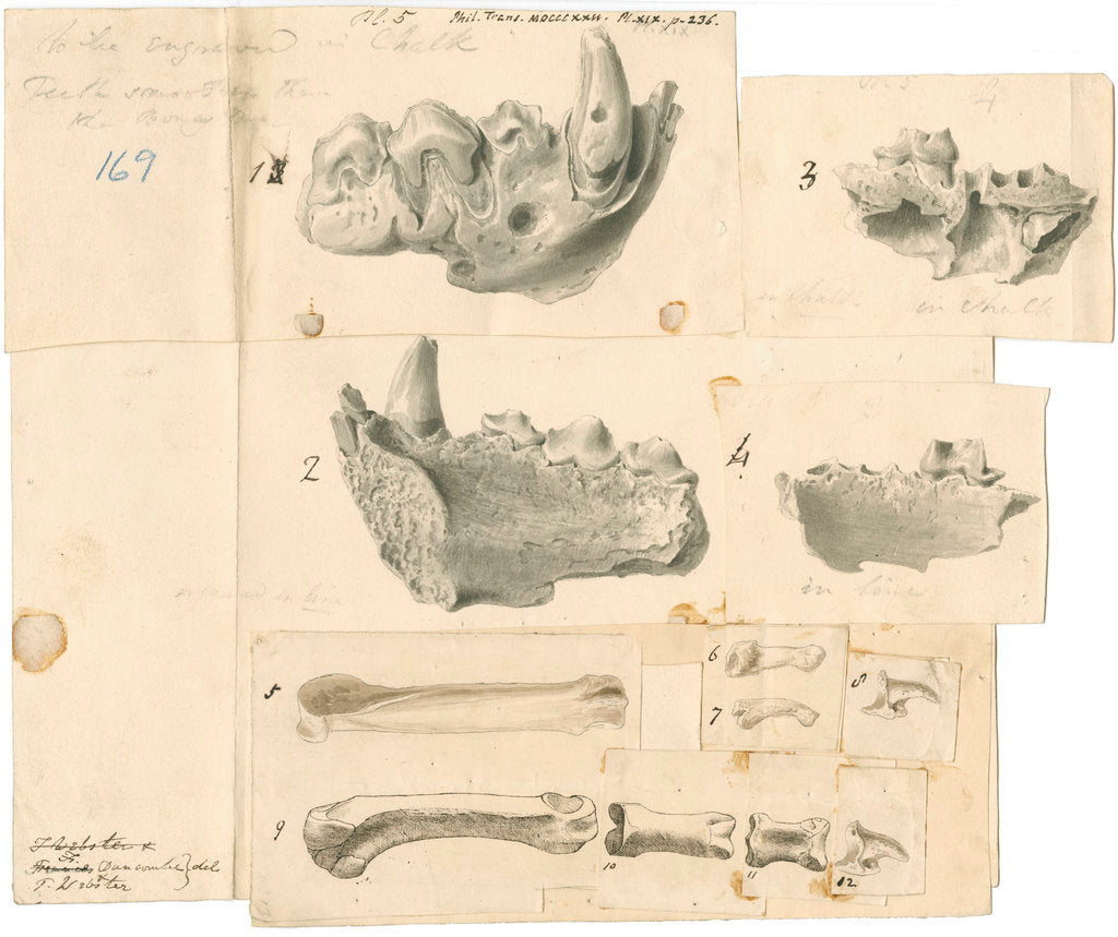 Fossil hyaena jaws and other bones by Thomas Webster