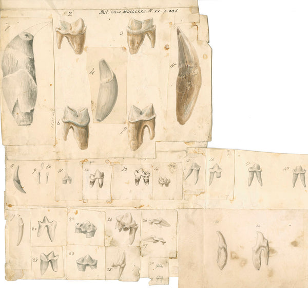 Fossil prints drawings paintings and art