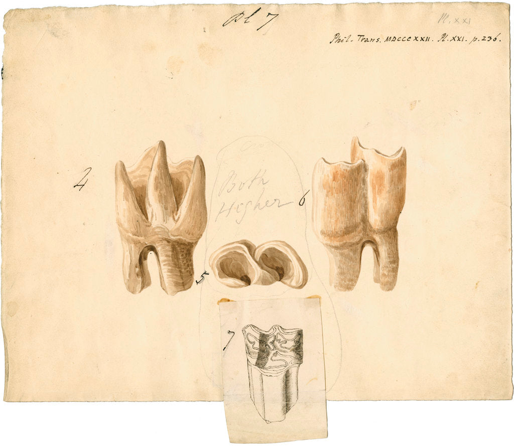 Fossil teeth of rhinoceros and horse by Thomas Webster