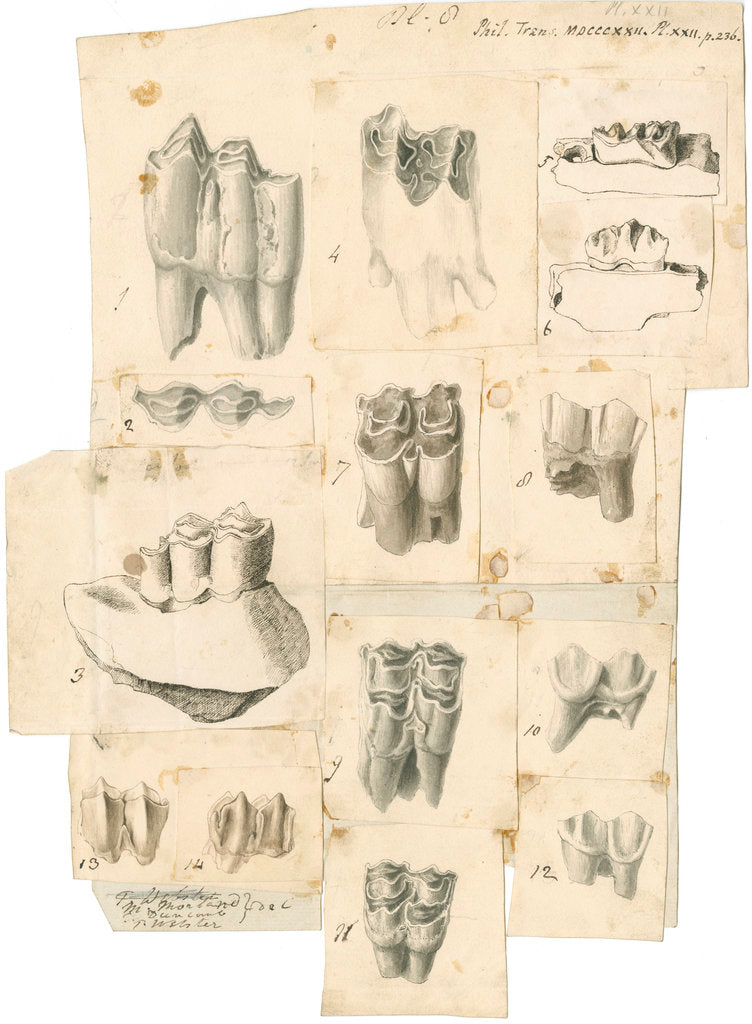 Detail of Fossil teeth of oxen, deer and elk by Thomas Webster