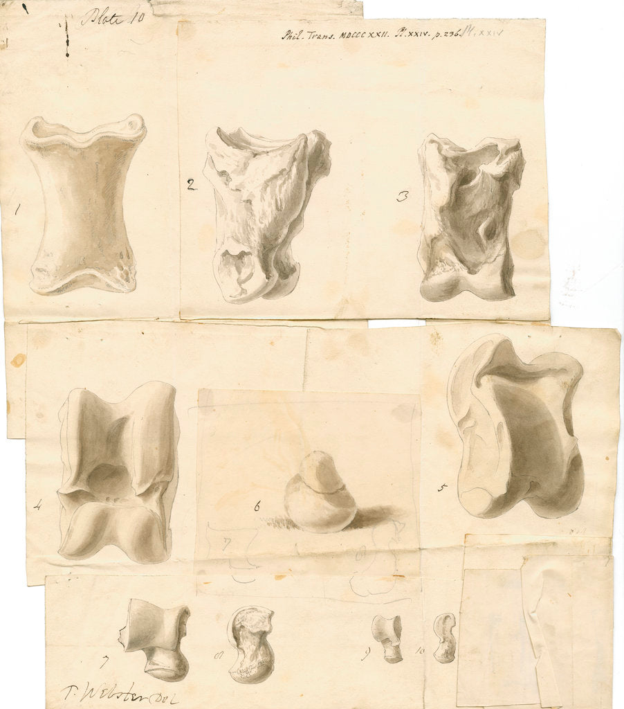 Fossil bones of horse, ox, hyaena, fox, water-rat, and rabbit with hyaena coprolite by Thomas Webster