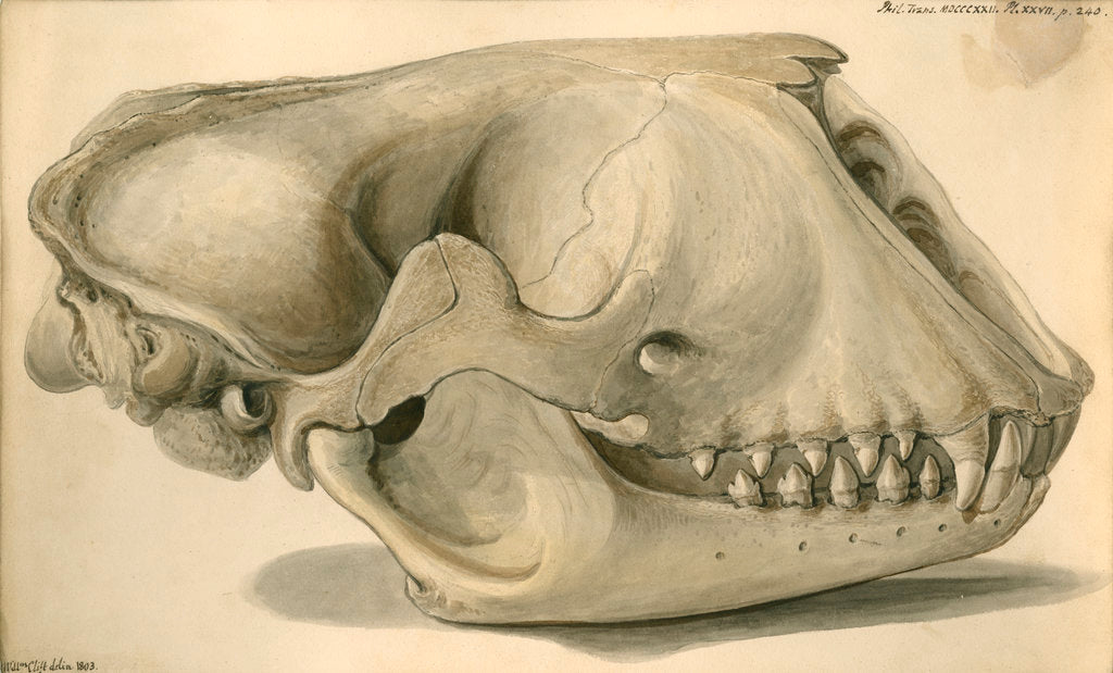 Detail of Seal skull by William Clift
