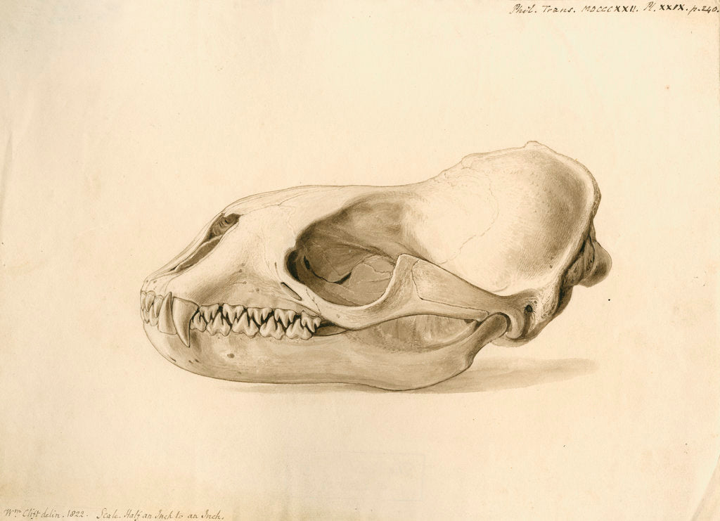 Detail of New Georgia seal skull by William Clift