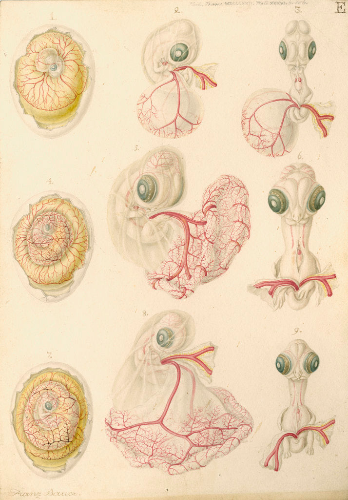 Embryo development in a hen's egg posters & prints by Franz Andreas Bauer