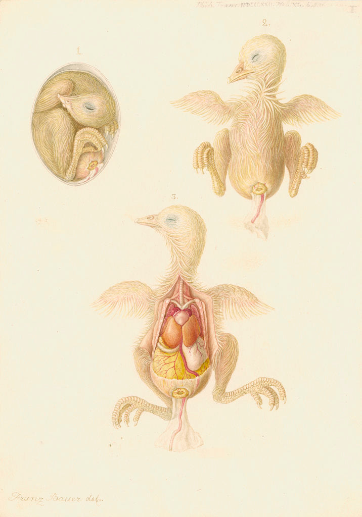Chicken embryo by Franz Andreas Bauer