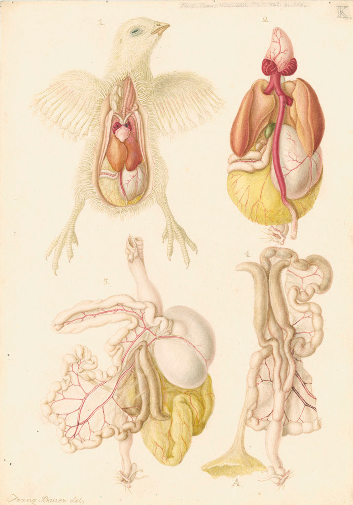 Detail of Dissected chick by Franz Andreas Bauer
