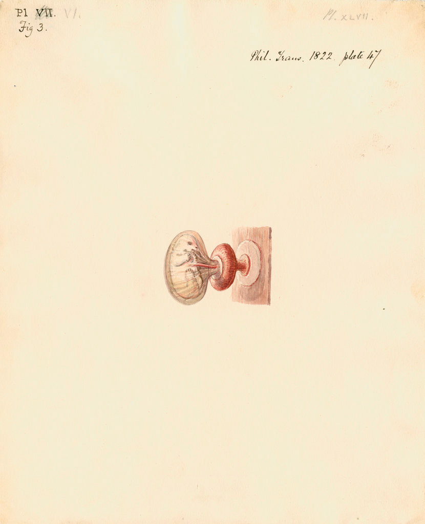 Guinea pig foetus and placenta by William Clift