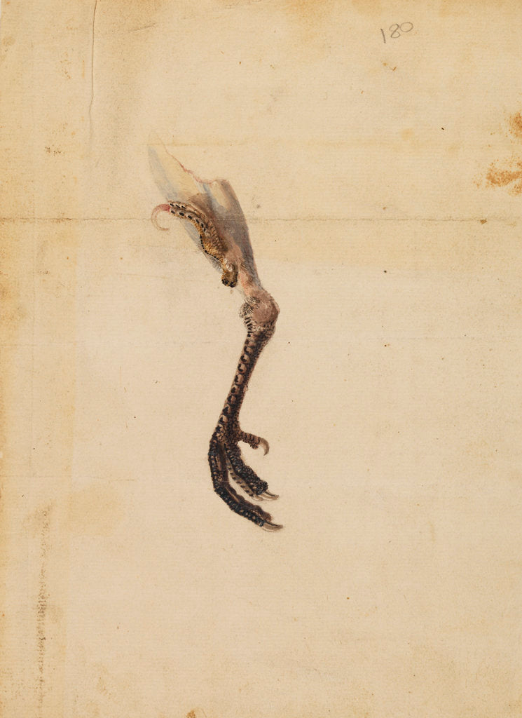 Detail of Turkey leg and spur by Anonymous