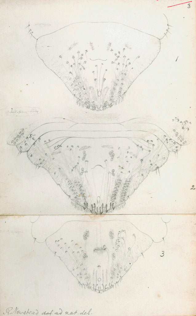 Detail of Posterior body parts of Aspidiotus aurantii, Aspidiotus ficus and Aspidiotus dictyospermi by Robert Newstead