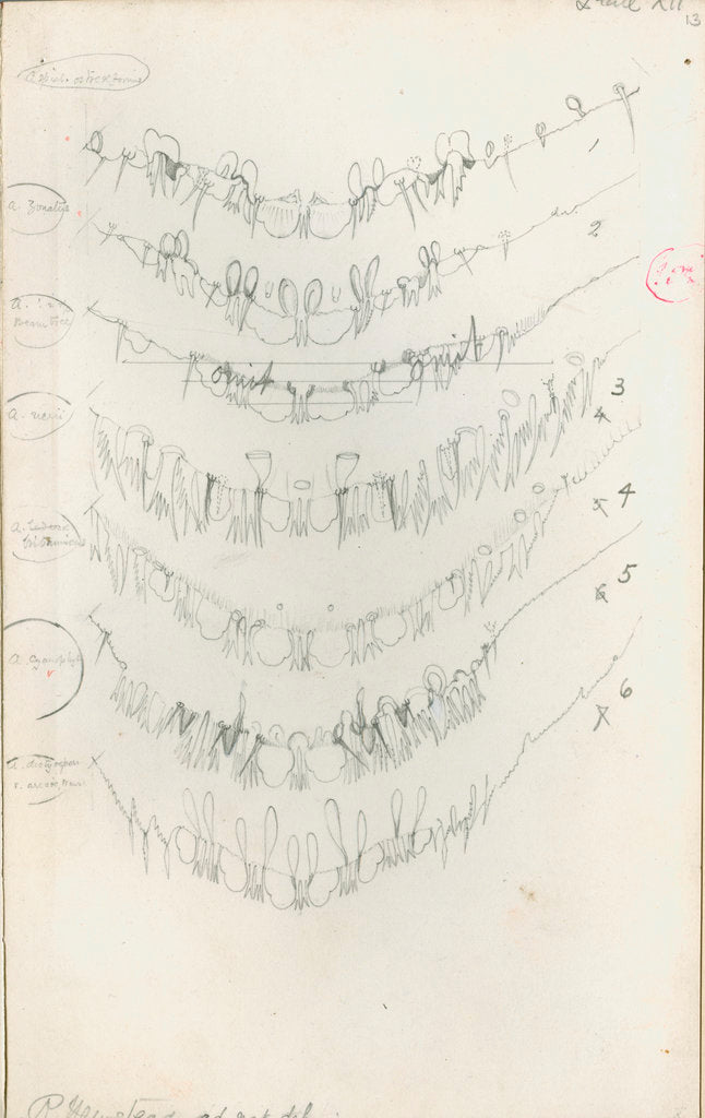 Detail of Posterior body margins of female Aspidiotus by Robert Newstead