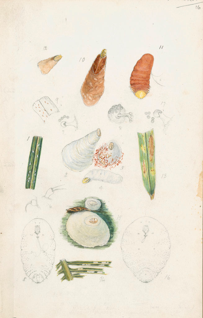 Detail of Poliaspis cycadis [Poliaspis cycad scale], Pinnaspis buxi [Boxwood scale] and Diaspis zamiae by Robert Newstead