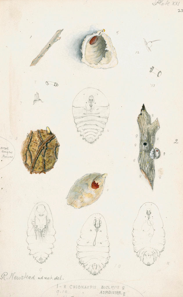 Chionaspis biclavis, Chionaspis aspidistrae and Chionaspis salicis [Willow scale] by Robert Newstead