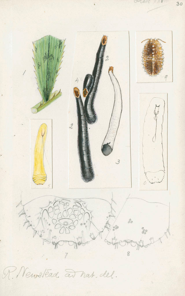 Detail of Ischnaspis filiformis by Robert Newstead