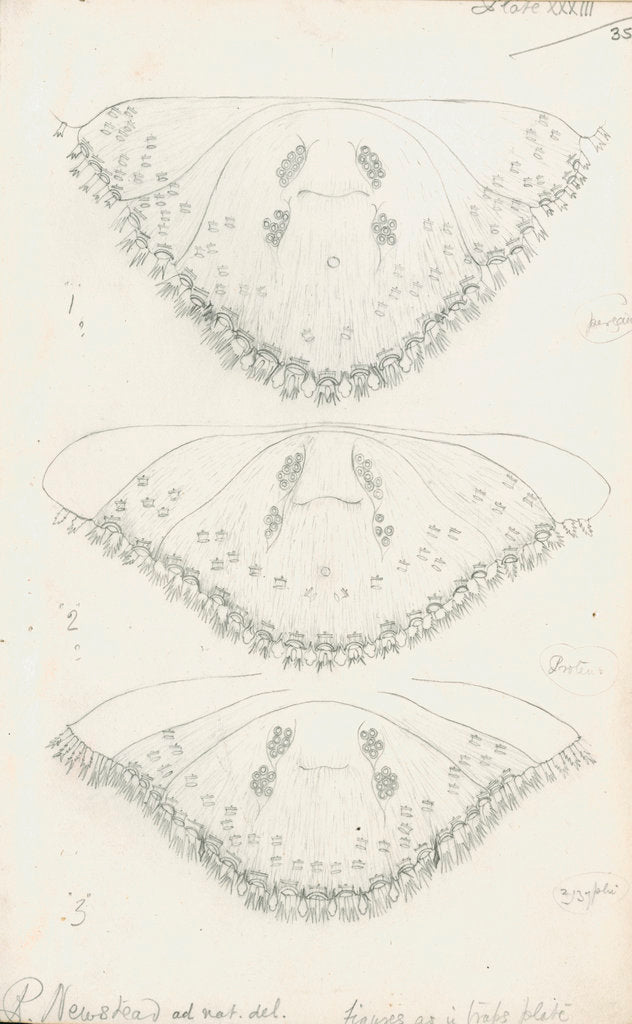Detail of Posterior body parts of Parlatoria pergandii [Chaff Scale], Parlatoria proteus [Proteus scale] and Parlatoria zizyphi [Black parlatoria scale] by Robert Newstead