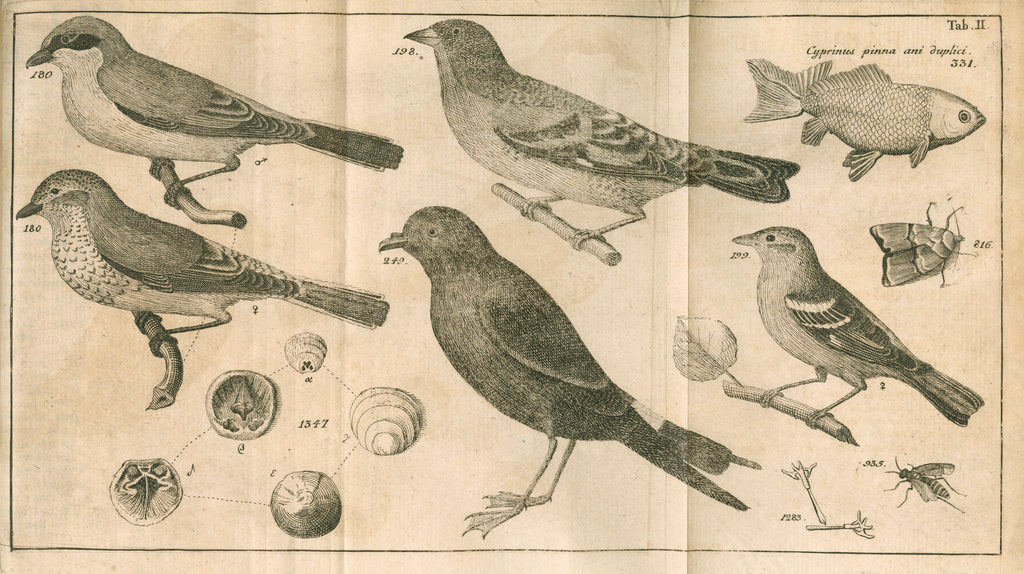 Birds, shells, a fish, an insect and a moth from Linnaeus's 'Swedish Fauna' by C Bergquist