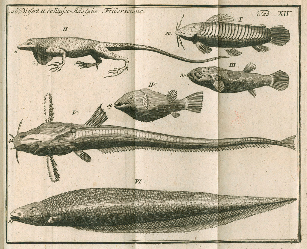 Detail of Species of fish and a lizard from Linnaeus's 'Academic delights' by Anonymous