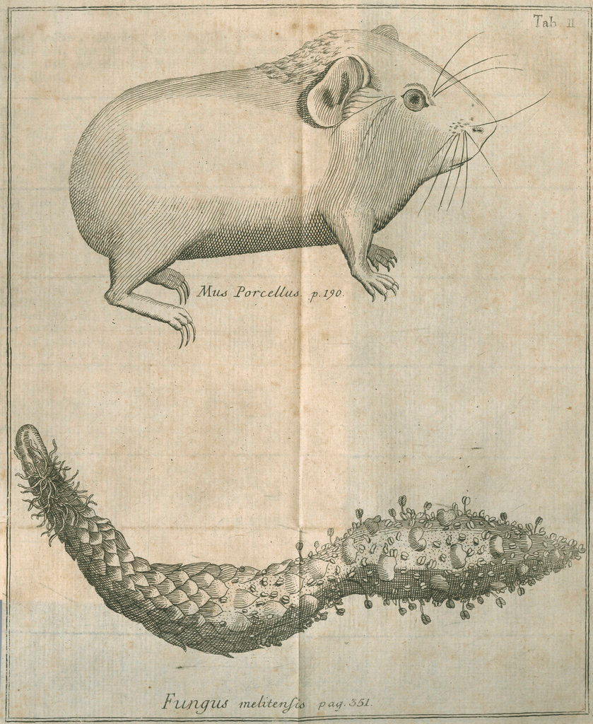 Guinea pig and 'Maltese mushroom' from Linnaeus's 'Academic delights' by Anonymous