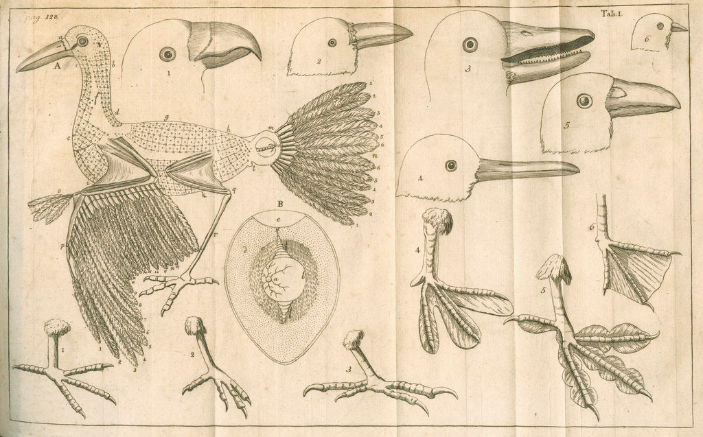 Comparative study of birds beaks and feet from Linnaeus's 'Academic delights' by Anonymous