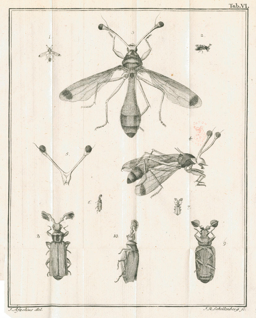 Detail of Insects from Linnaeus's 'Academic delights' by Johann Rudolf Schellenburg