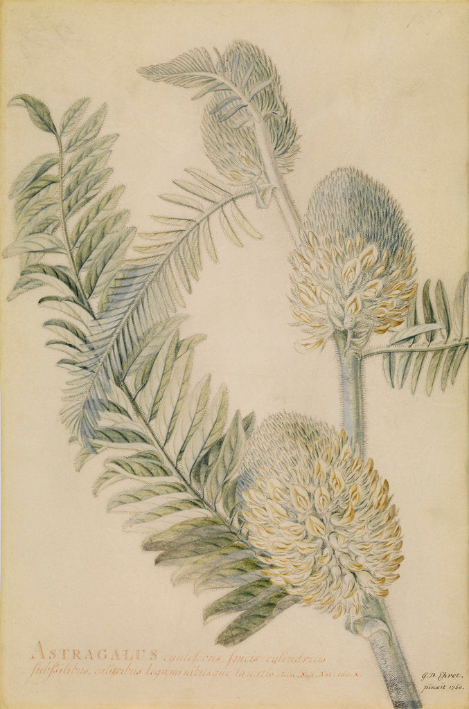 Detail of 'Astragalus caulescens...' by Georg Dionysius Ehret