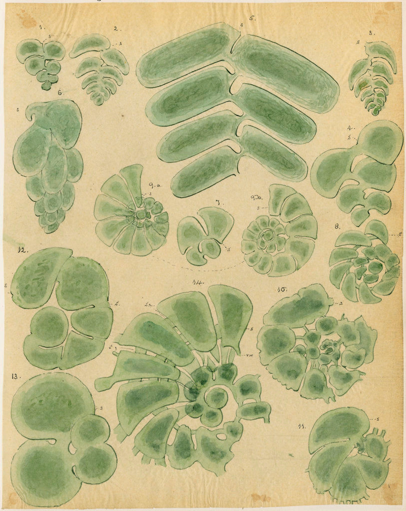 Detail of Textilarinen..Uvellinen..Helicotrochinen [specimens of foraminifera] by Henry Bowman Brady