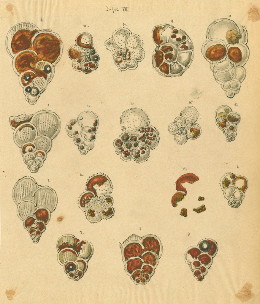 Detail of 'Red sand, yellow sand & brown sand of the yellow chalk' [specimens of foraminifera] by Henry Bowman Brady
