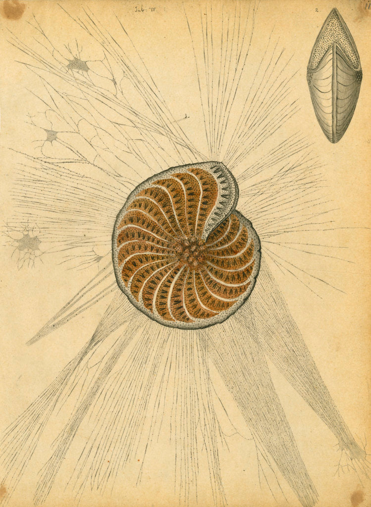 'Polystomella strigilata' [specimens of foraminifera] by Henry Bowman Brady