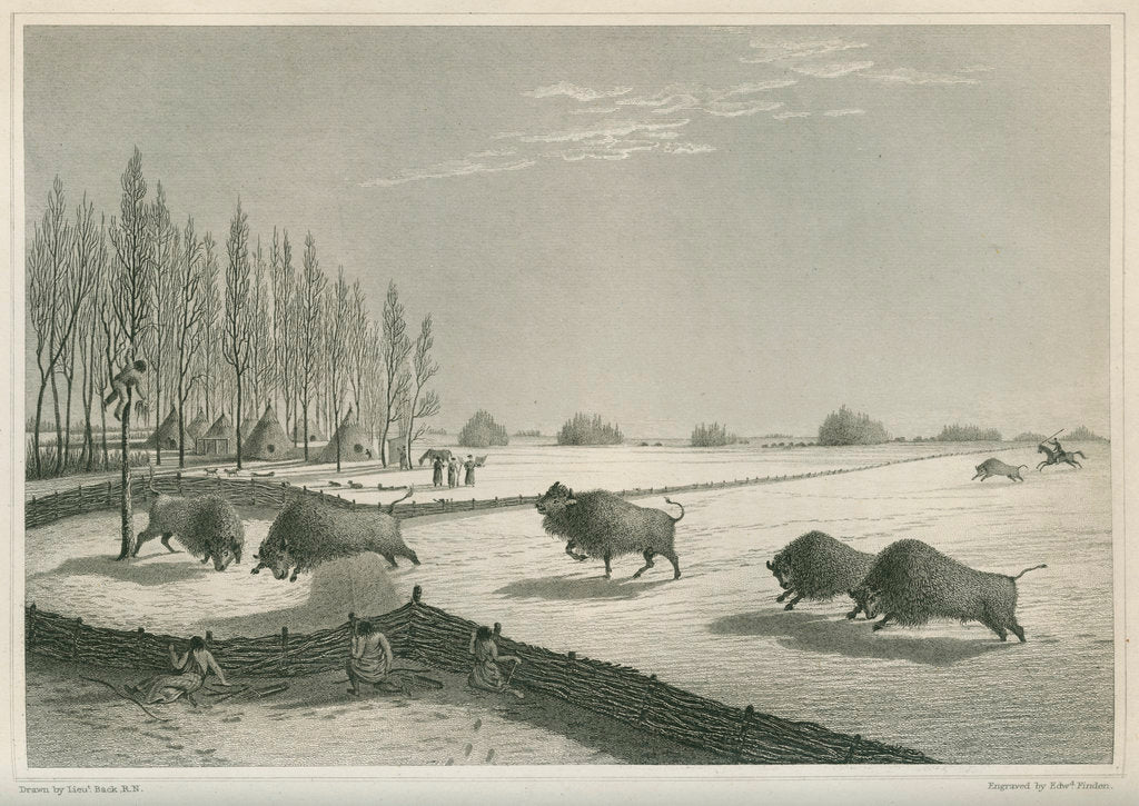 Detail of 'A buffalo pound, Feb. 8 1820' by Edward Francis Finden